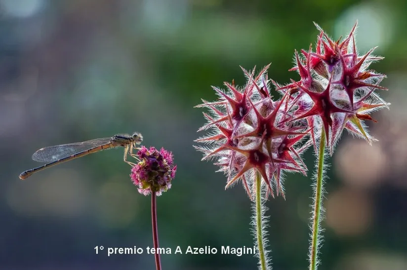 Azelio Magini 5