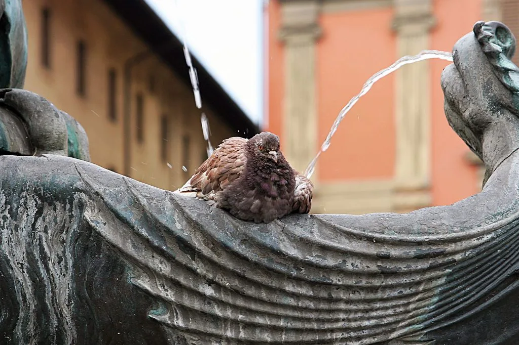 renato1 - fontana tacca