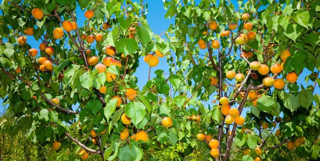 Apricot